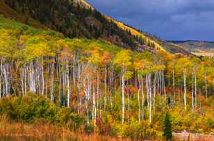 Aspen forest-1807 Aspen forest-1807